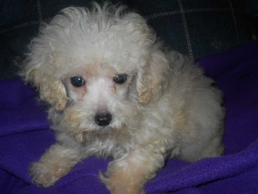 Toy Poodle Puppies Available NOW breeder image 7