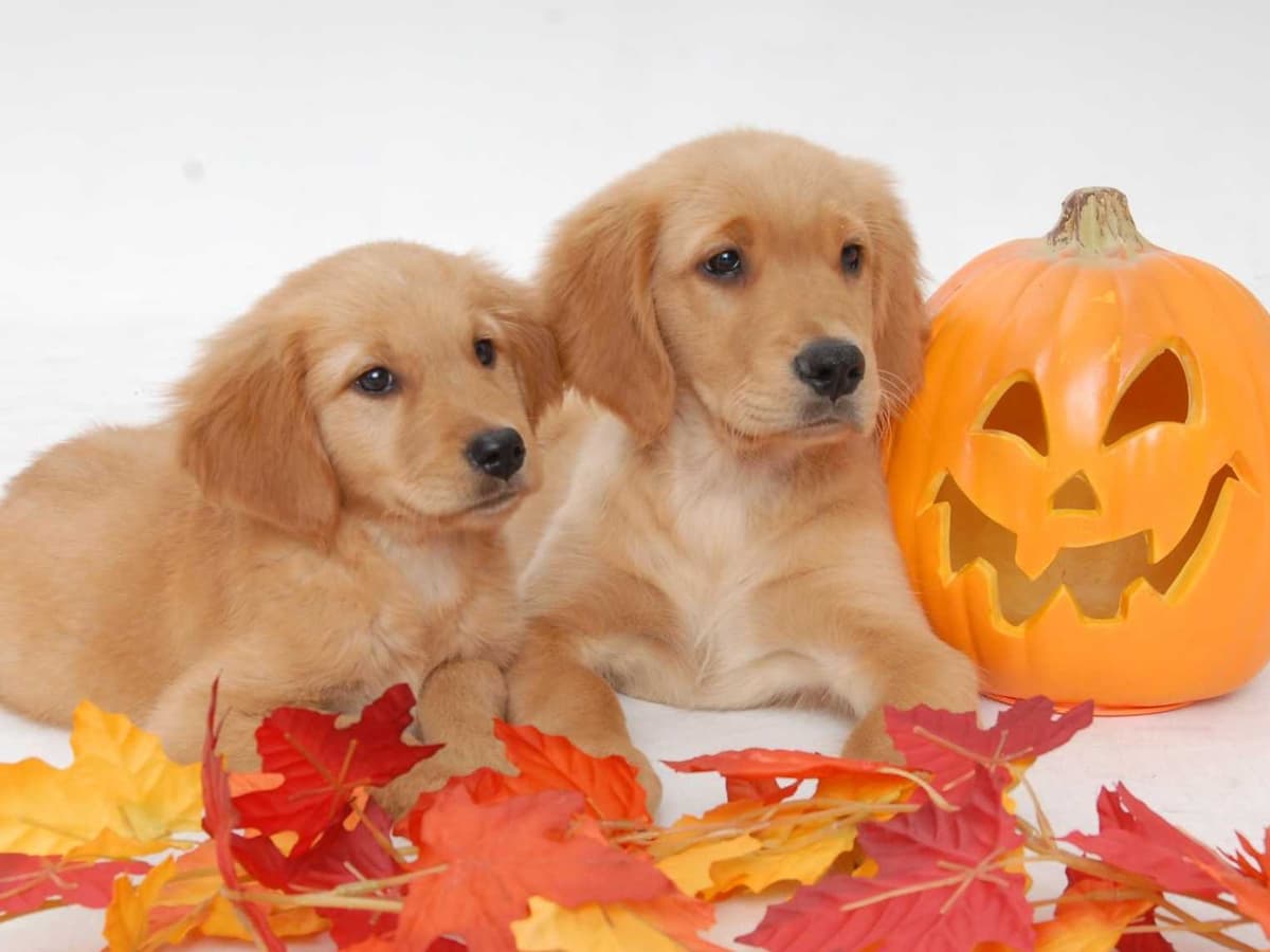 Toy Poodle Puppies Available NOW breeder image 8