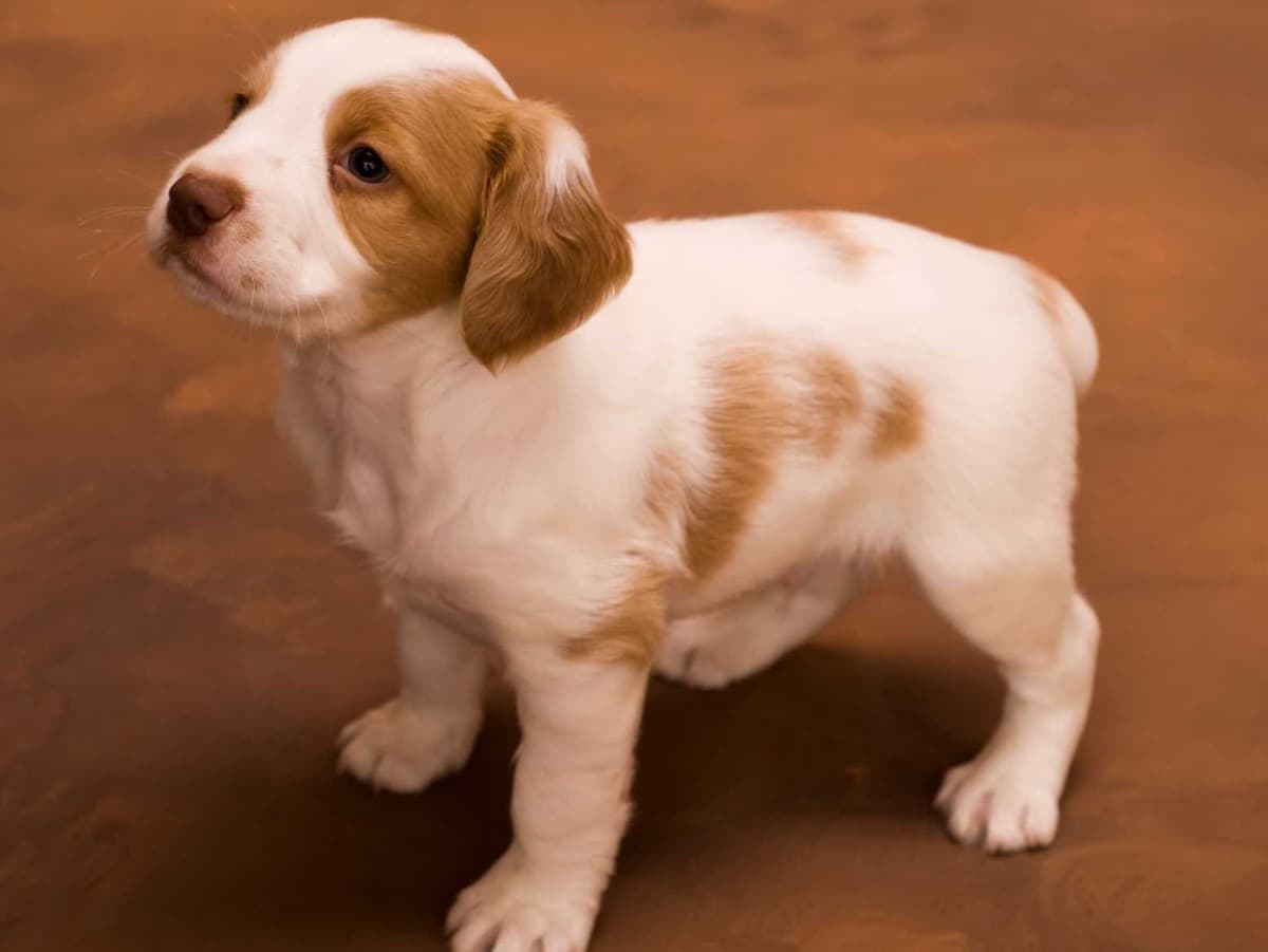 Toy Poodle Puppies Available NOW breeder image 9