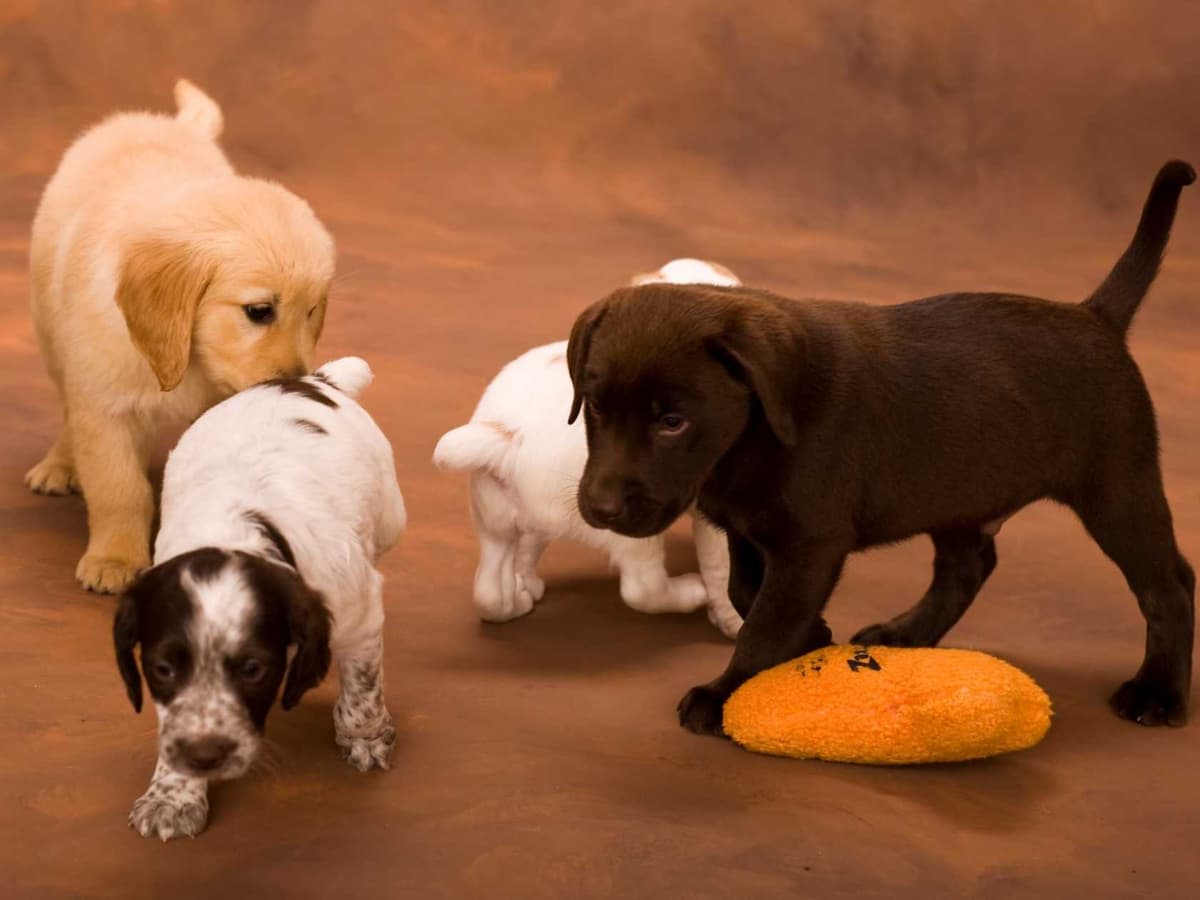 Toy Poodle Puppies Available NOW breeder image 12