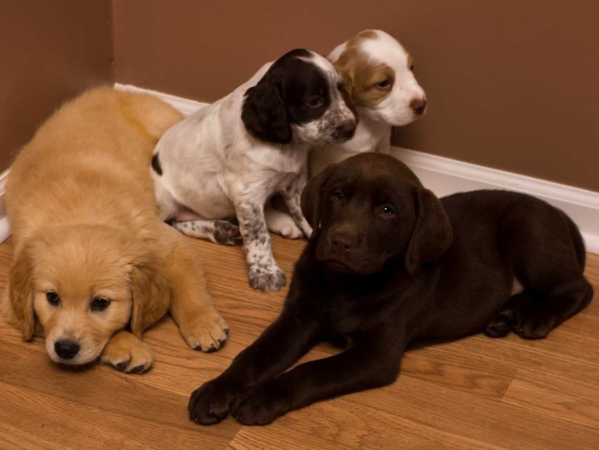 Toy Poodle Puppies Available NOW breeder image 14