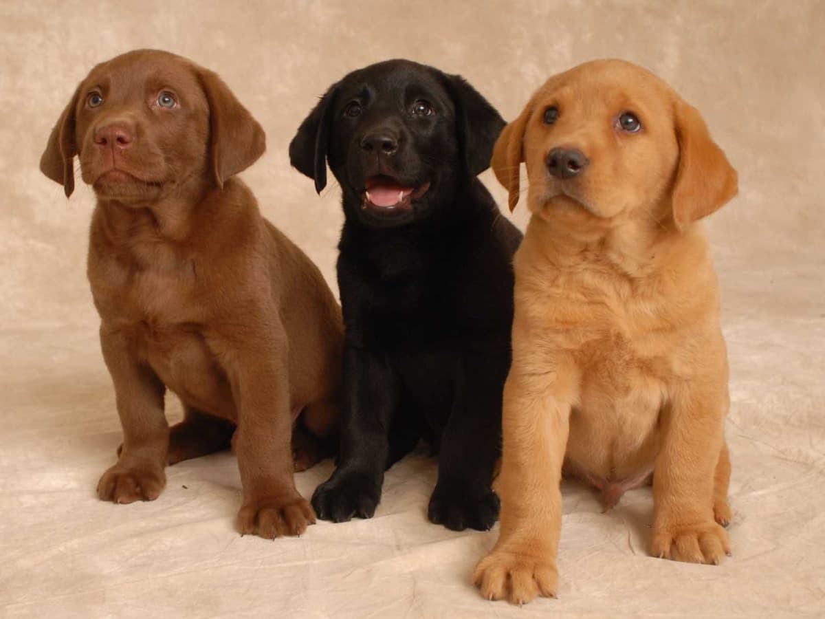 Toy Poodle Puppies Available NOW breeder image 15