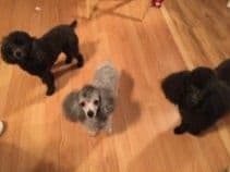 Toy Poodle Puppies Available NOW breeder image 16