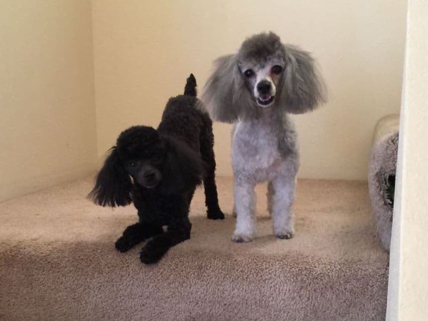 Toy Poodle Puppies Available NOW breeder image 17