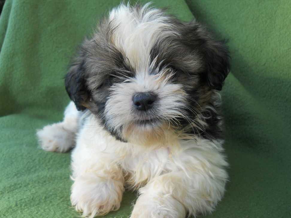 Toy Poodle Puppies Available NOW breeder image 18