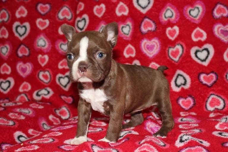 Toy Poodle Puppies Available NOW breeder image 2