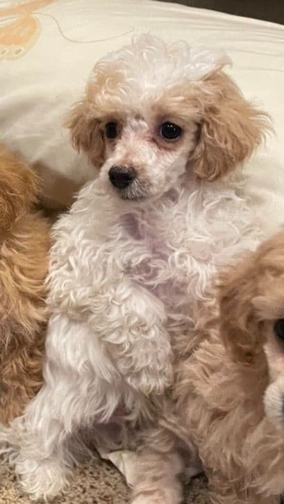 Toy Poodle Puppies - READY TO GO media 2