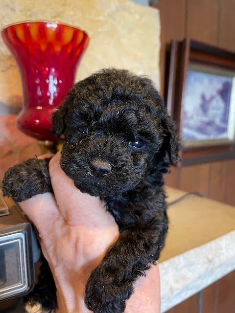 Toy Poodle Puppies - READY TO GO media 3