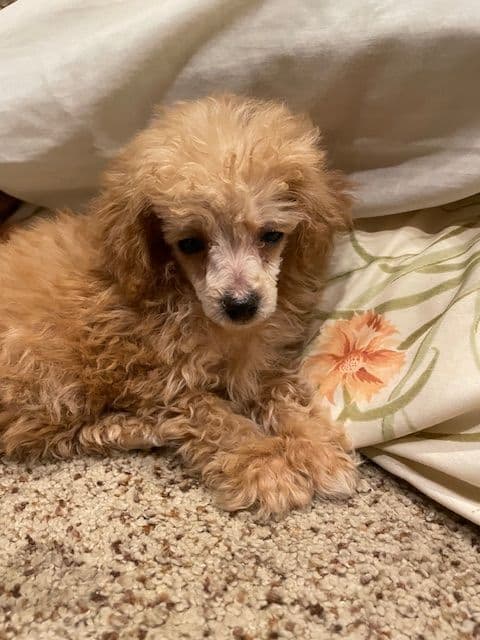 Toy Poodle Puppies - READY TO GO media 4