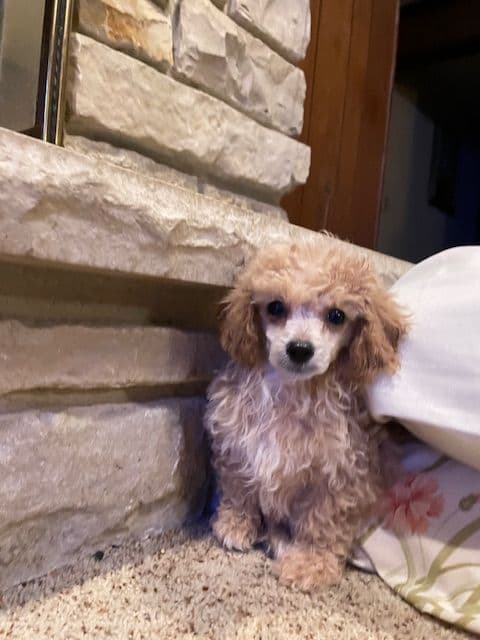 Toy Poodle Puppies - READY TO GO media 5