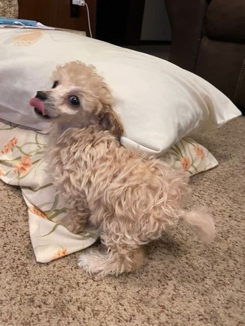 Toy Poodle Puppies - READY TO GO media 6