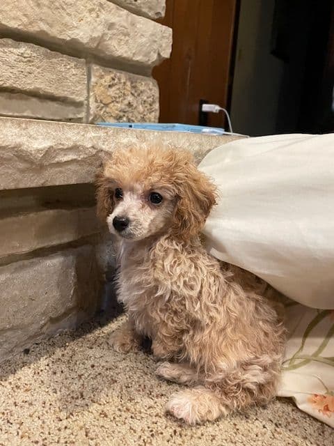 Toy Poodle Puppies - READY TO GO media 7
