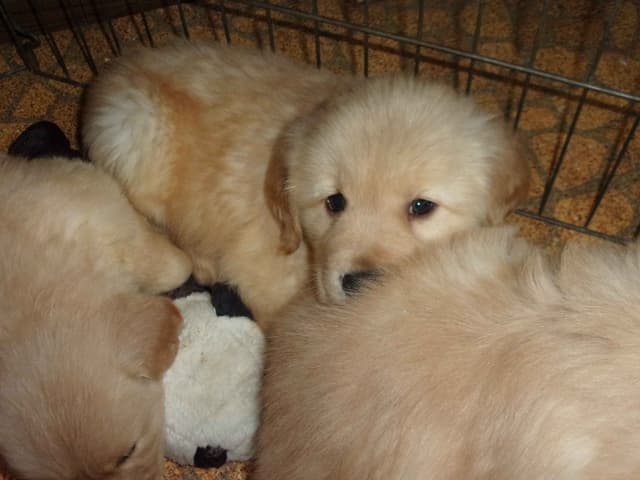 Golden Retriever Puppies  -females only media 2