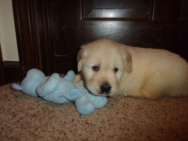 Golden Retriever Puppies  -females only media 3
