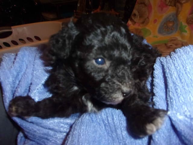 Toy  Poodle Puppies  Available NOW media 3