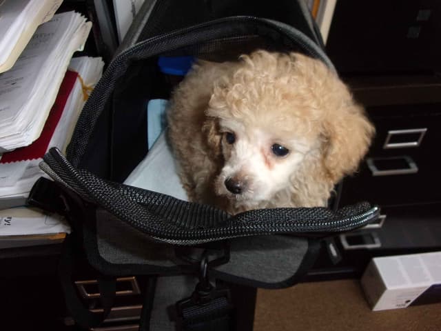 Toy  Poodle Puppies  Available NOW media 2