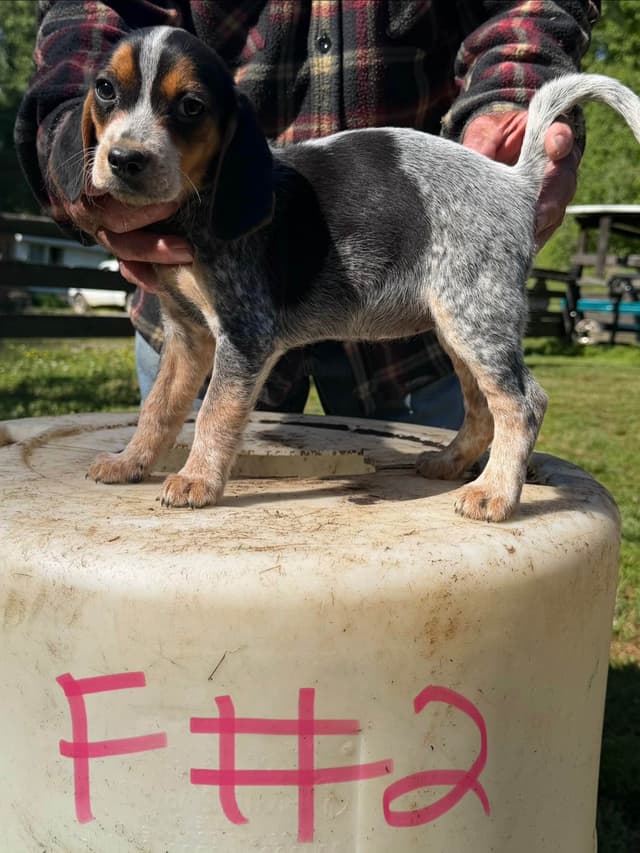 Beagle Puppies media 3