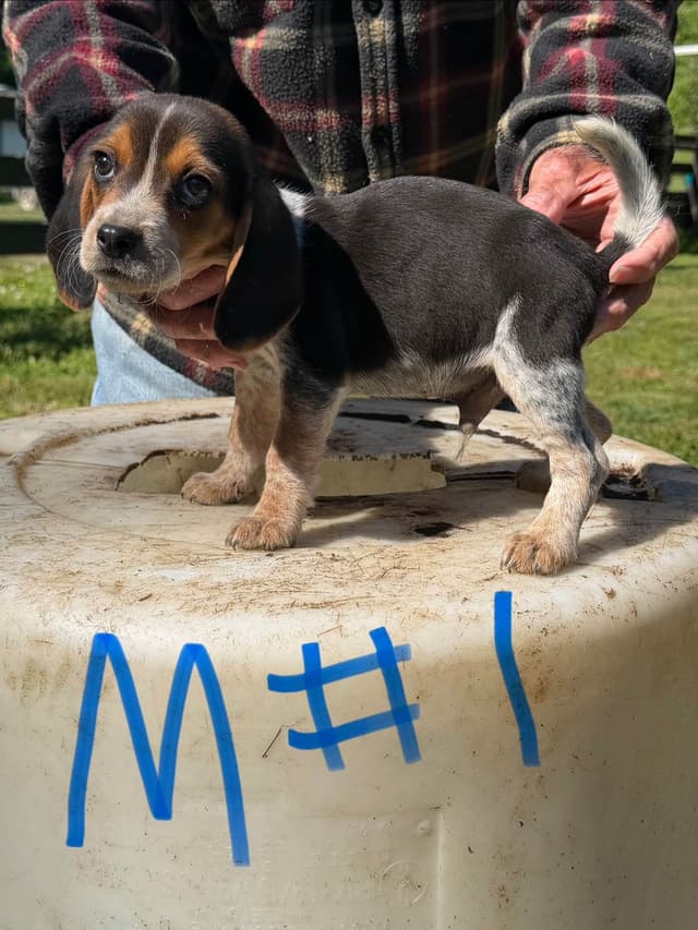 Beagle Puppies media 2