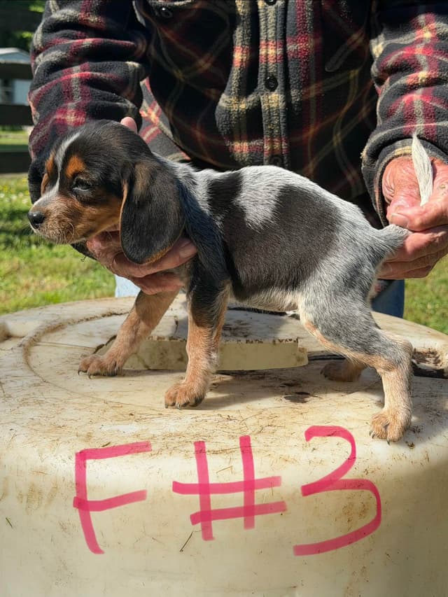 Beagle Puppies media 4