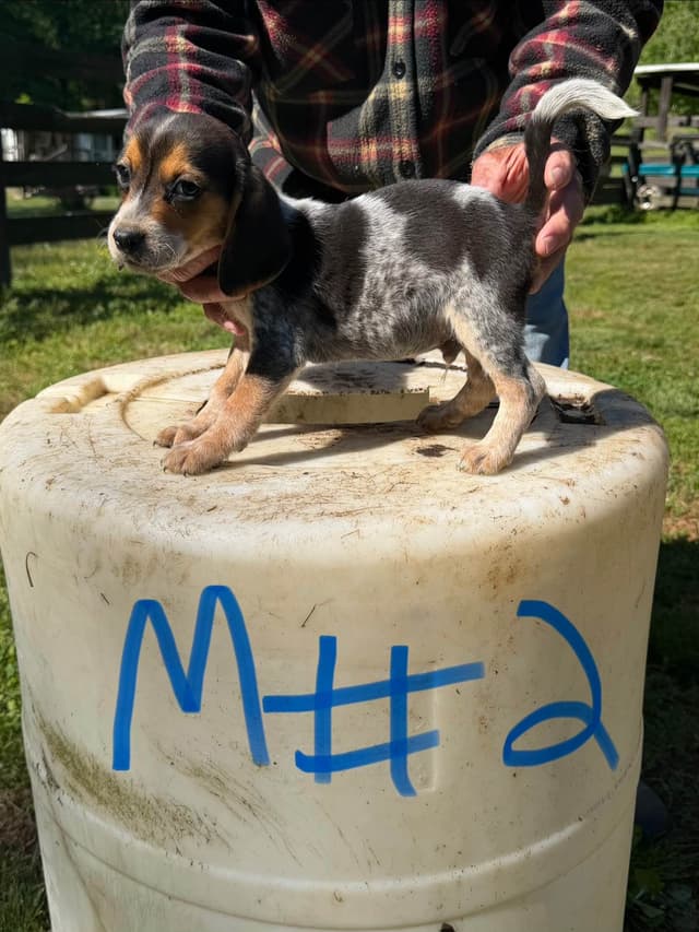 Beagle Puppies media 5