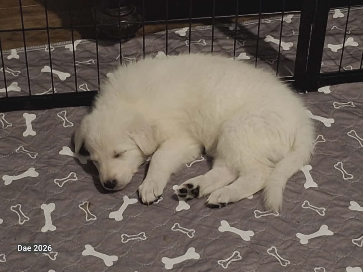 German Shepherd Dog Puppies breeder image 2