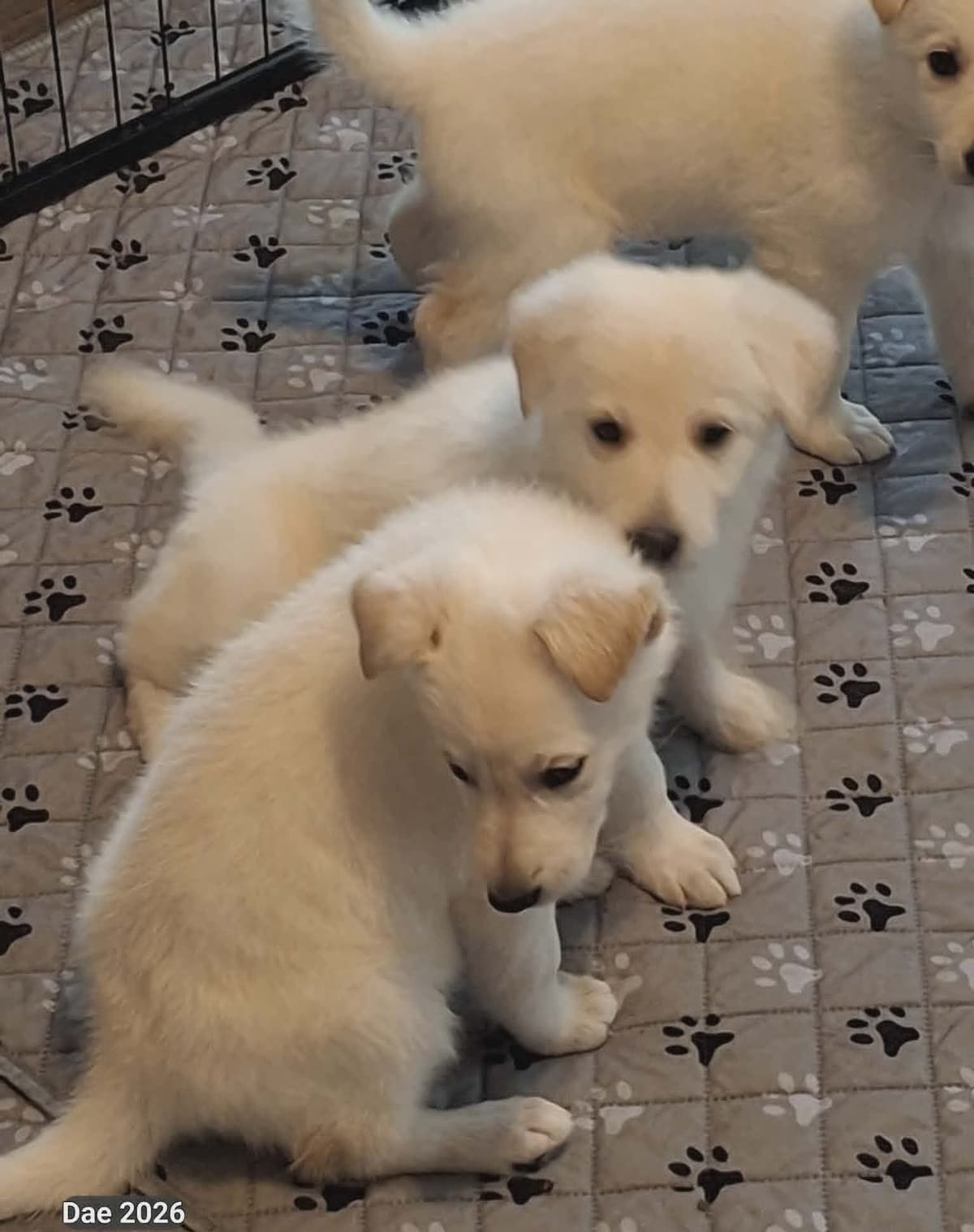 German Shepherd Dog Puppies breeder image 4