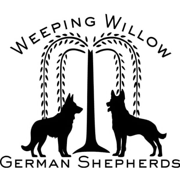 German Shepherd Dog Puppies media 4