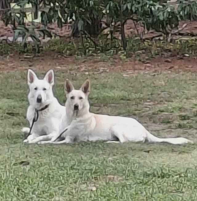 German Shepherd Dog Puppies media 5