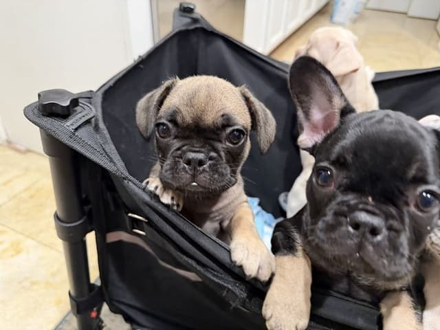 French Bulldog Puppies media 2