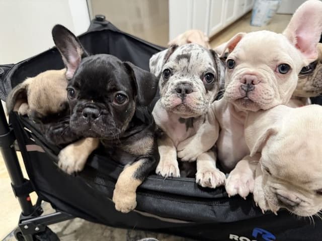 French Bulldog Puppies media 3