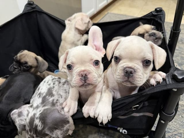 French Bulldog Puppies media 4