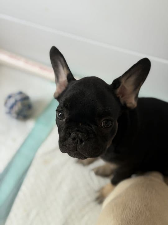 French Bulldog Puppies media 5