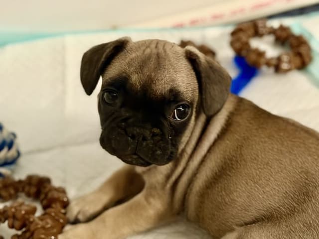 French Bulldog Puppies media 6