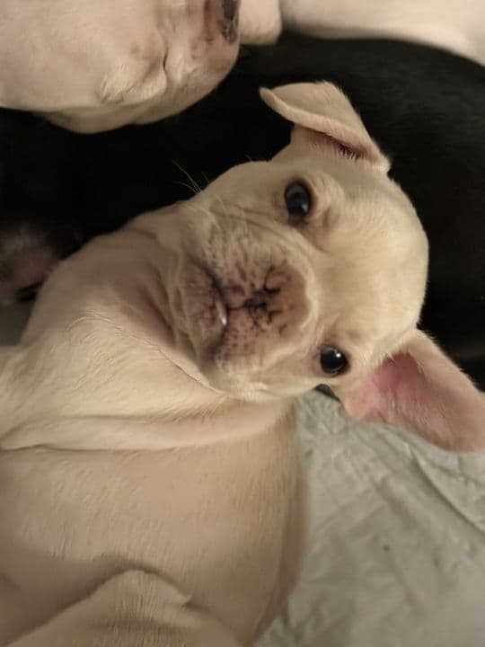 French Bulldog Puppies media 7