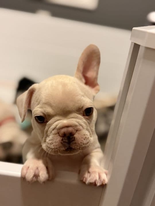 French Bulldog Puppies media 9