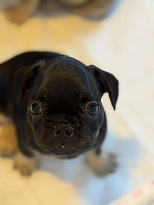 French Bulldog Puppies media 10