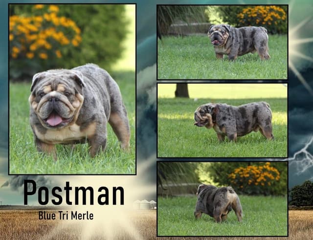 Bulldog Puppies media 6