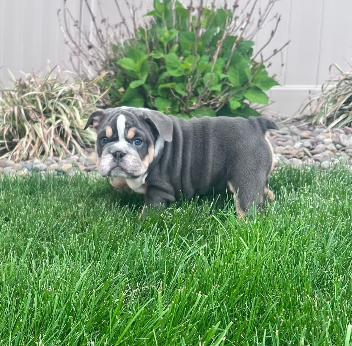 Bulldog Puppies breeder image 1