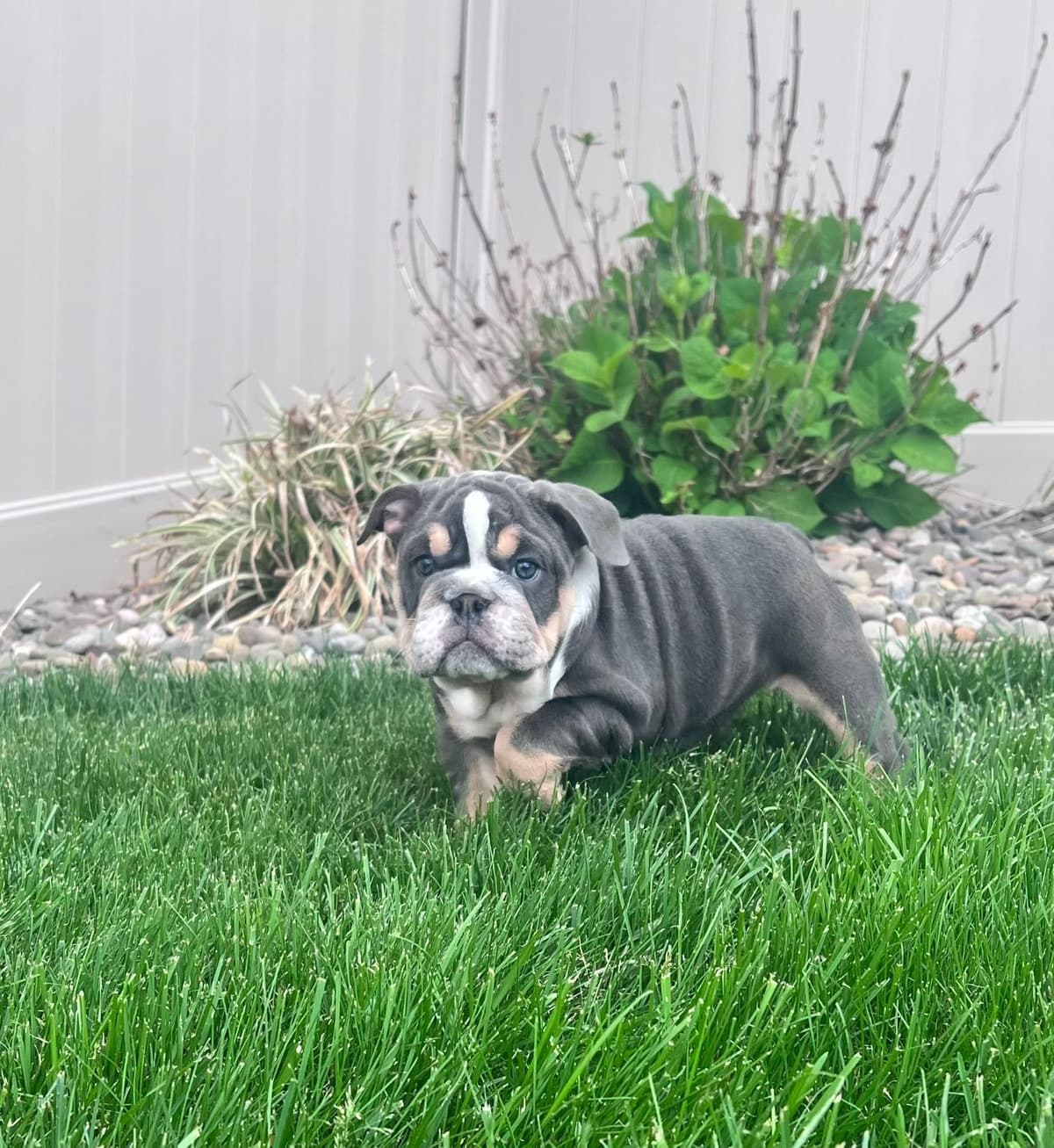 Bulldog Puppies breeder image 2