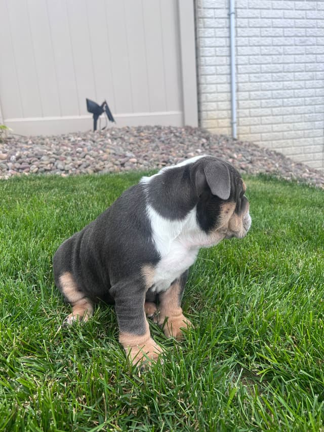 Bulldog Puppies media 4