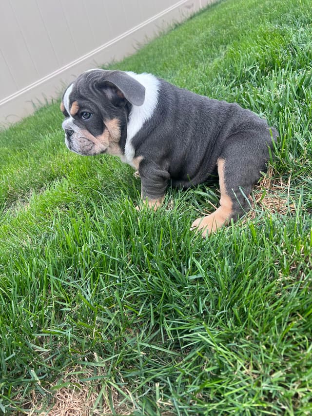 Bulldog Puppies media 5