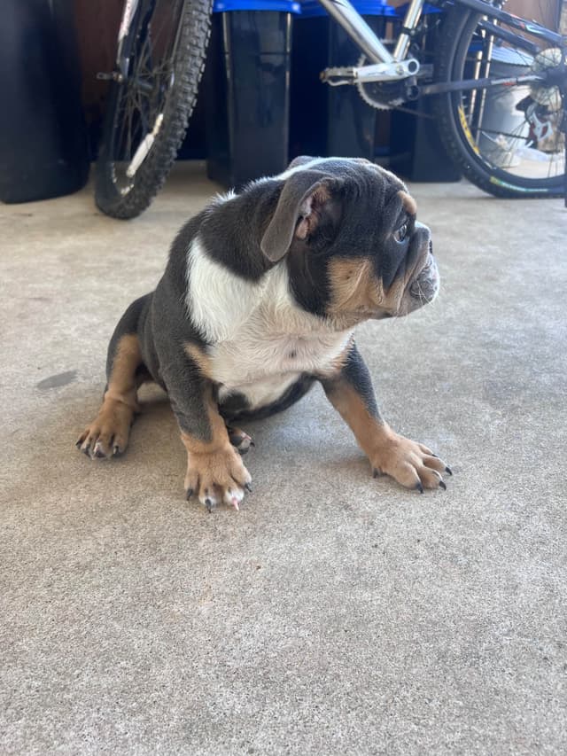 Bulldog Puppies media 3