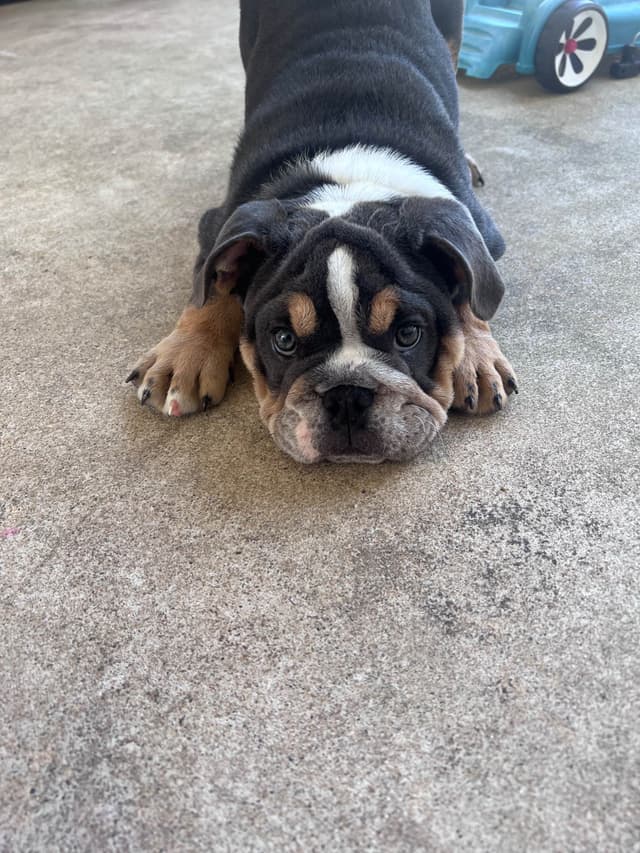 Bulldog Puppies media 2
