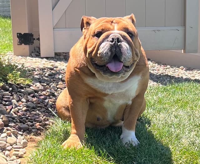 Bulldog Puppies media 7