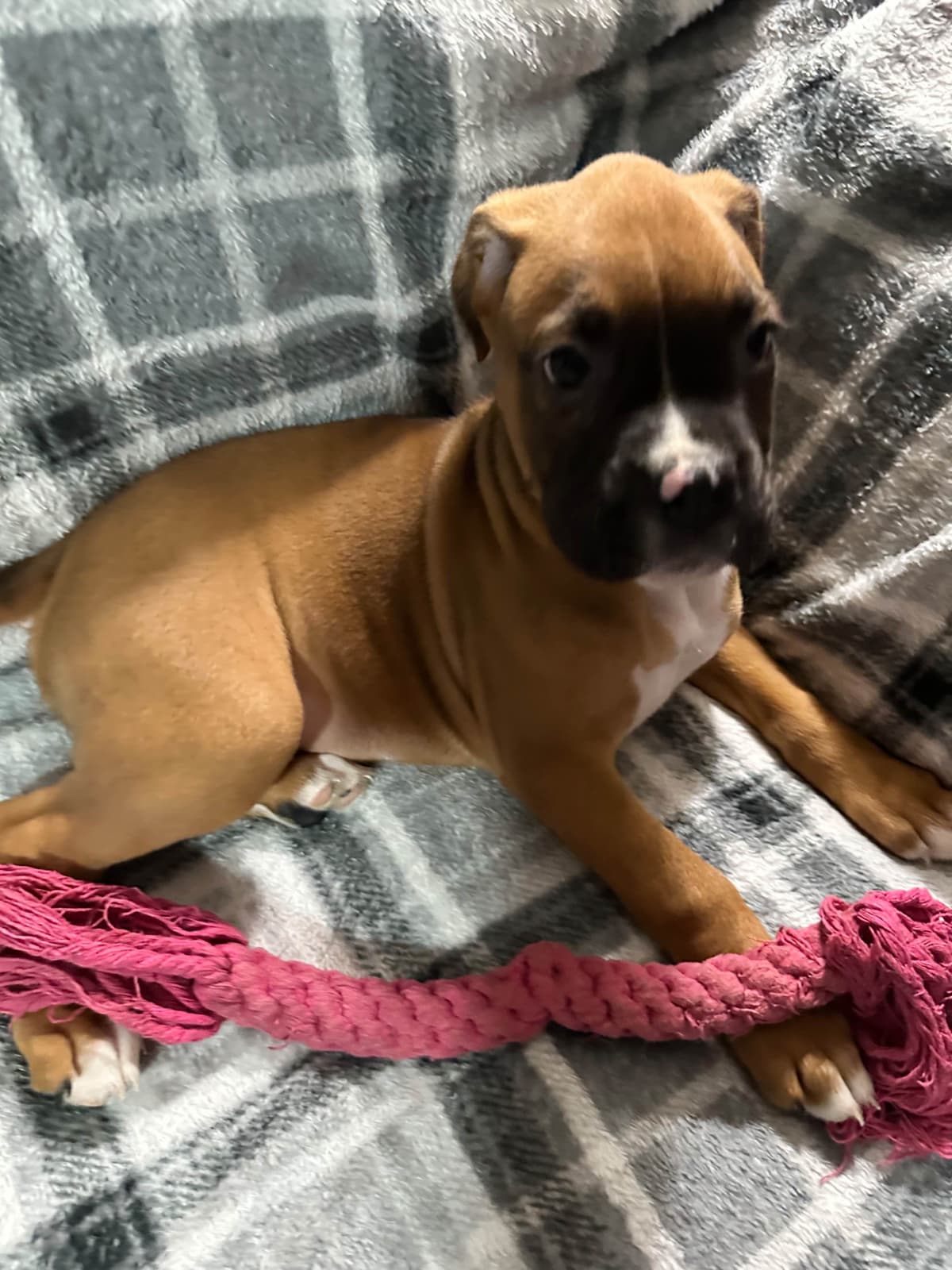 Boxer Puppies breeder image 1