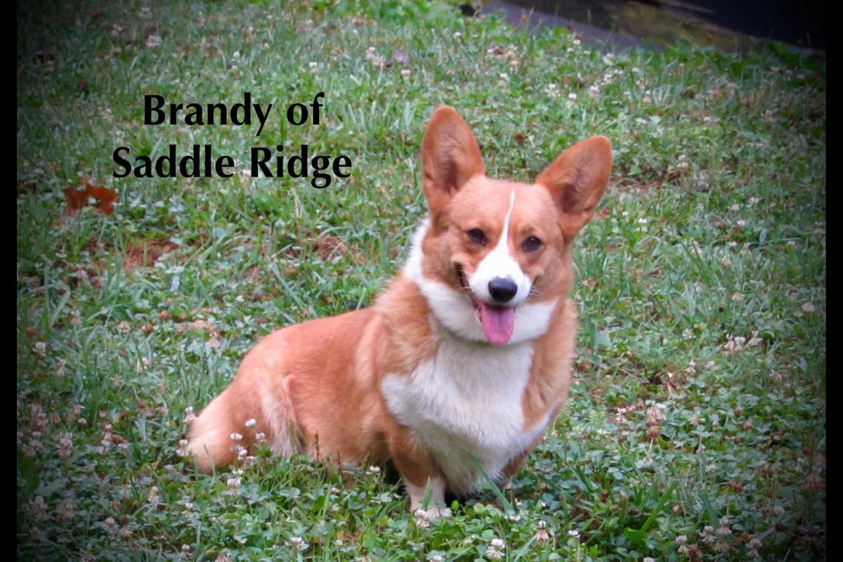 Pembroke Welsh Corgi Puppies breeder image 2
