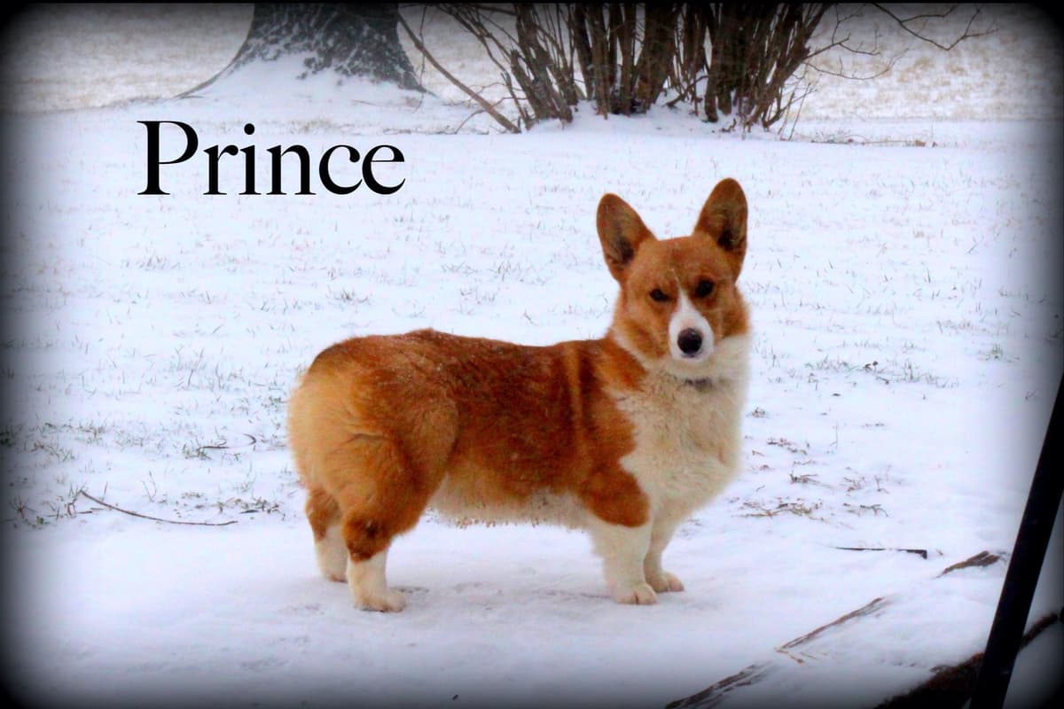 Pembroke Welsh Corgi Puppies breeder image 3