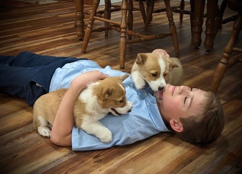 Pembroke Welsh Corgi Puppies breeder image 4
