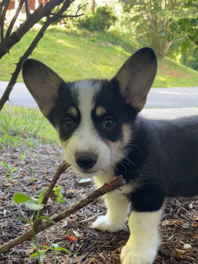 Pembroke Welsh Corgi Puppies media 3