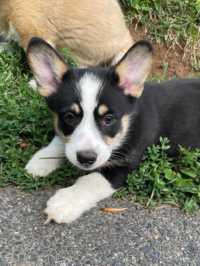 Pembroke Welsh Corgi Puppies media 5